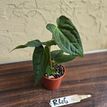 Load image into Gallery viewer, #R46 Anthurium NOID Seedling