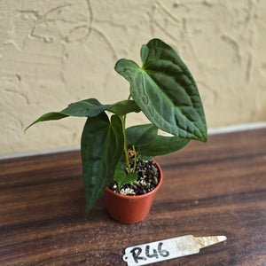 #R46 Anthurium NOID Seedling