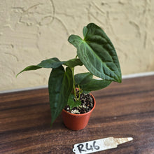 Load image into Gallery viewer, #R46 Anthurium NOID Seedling