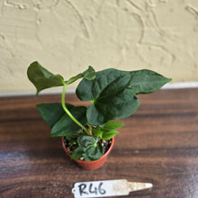Load image into Gallery viewer, #R46 Anthurium NOID Seedling