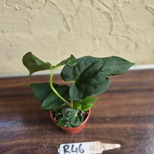 Load image into Gallery viewer, #R46 Anthurium NOID Seedling