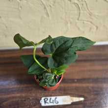 Load image into Gallery viewer, #R46 Anthurium NOID Seedling