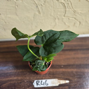 #R46 Anthurium NOID Seedling