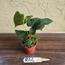 Load image into Gallery viewer, #R46 Anthurium NOID Seedling
