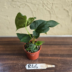 #R46 Anthurium NOID Seedling