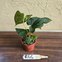 Load image into Gallery viewer, #R46 Anthurium NOID Seedling