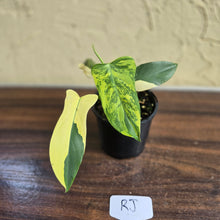Load image into Gallery viewer, #RJ Variegated Philodendron Bipennifolium