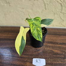 Load image into Gallery viewer, #RJ Variegated Philodendron Bipennifolium