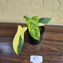 Load image into Gallery viewer, #RJ Variegated Philodendron Bipennifolium