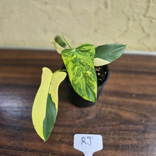Load image into Gallery viewer, #RJ Variegated Philodendron Bipennifolium