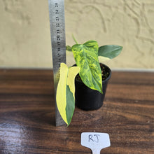 Load image into Gallery viewer, #RJ Variegated Philodendron Bipennifolium