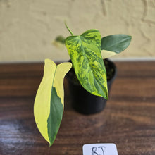 Load image into Gallery viewer, #RJ Variegated Philodendron Bipennifolium