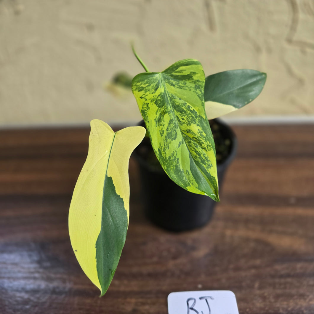 #RJ Variegated Philodendron Bipennifolium