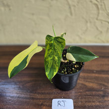 Load image into Gallery viewer, #RJ Variegated Philodendron Bipennifolium