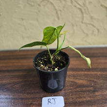 Load image into Gallery viewer, #RJ Variegated Philodendron Bipennifolium