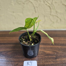 Load image into Gallery viewer, #RJ Variegated Philodendron Bipennifolium