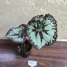 Load image into Gallery viewer, #R2 Begonia Unknown