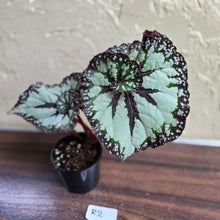 Load image into Gallery viewer, #R2 Begonia Unknown