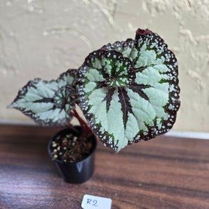 #R2 Begonia Unknown