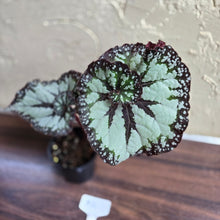 Load image into Gallery viewer, #R2 Begonia Unknown