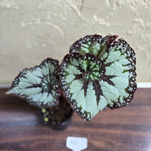 Load image into Gallery viewer, #R2 Begonia Unknown