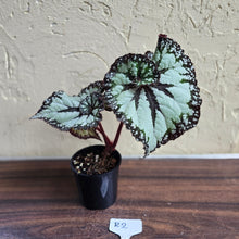 Load image into Gallery viewer, #R2 Begonia Unknown