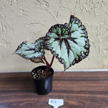Load image into Gallery viewer, #R2 Begonia Unknown
