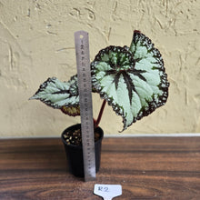 Load image into Gallery viewer, #R2 Begonia Unknown