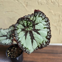 Load image into Gallery viewer, #R2 Begonia Unknown