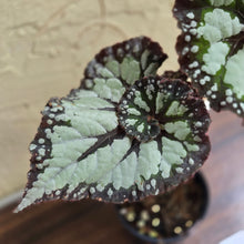 Load image into Gallery viewer, #R2 Begonia Unknown