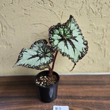 Load image into Gallery viewer, #R2 Begonia Unknown