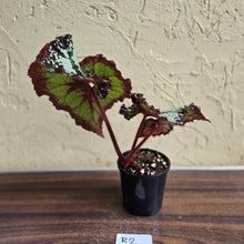 Load image into Gallery viewer, #R2 Begonia Unknown
