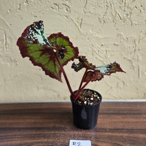 #R2 Begonia Unknown