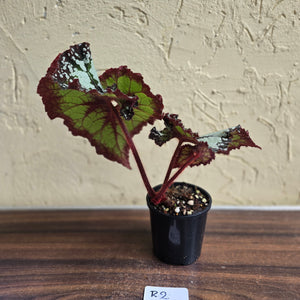 #R2 Begonia Unknown