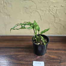 Load image into Gallery viewer, #D54 Monstera Obliqua