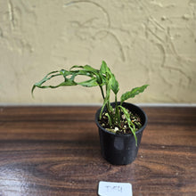 Load image into Gallery viewer, #D54 Monstera Obliqua