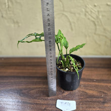 Load image into Gallery viewer, #D54 Monstera Obliqua