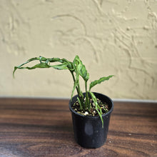 Load image into Gallery viewer, #D54 Monstera Obliqua