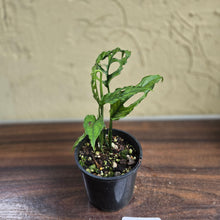 Load image into Gallery viewer, #D54 Monstera Obliqua