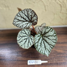 Load image into Gallery viewer, #R444 Begonia Unknown