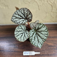 Load image into Gallery viewer, #R444 Begonia Unknown