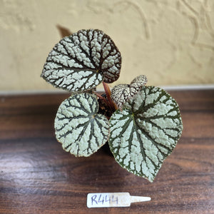 #R444 Begonia Unknown