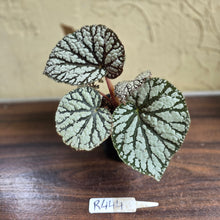 Load image into Gallery viewer, #R444 Begonia Unknown