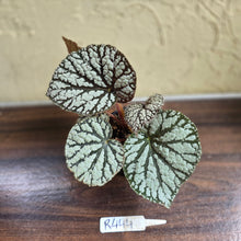 Load image into Gallery viewer, #R444 Begonia Unknown