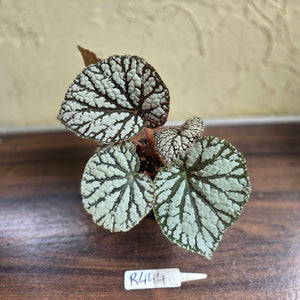 #R444 Begonia Unknown
