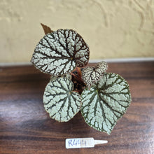 Load image into Gallery viewer, #R444 Begonia Unknown