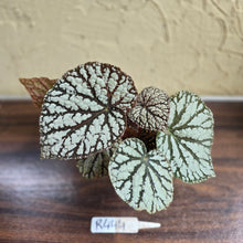 Load image into Gallery viewer, #R444 Begonia Unknown