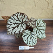 Load image into Gallery viewer, #R444 Begonia Unknown