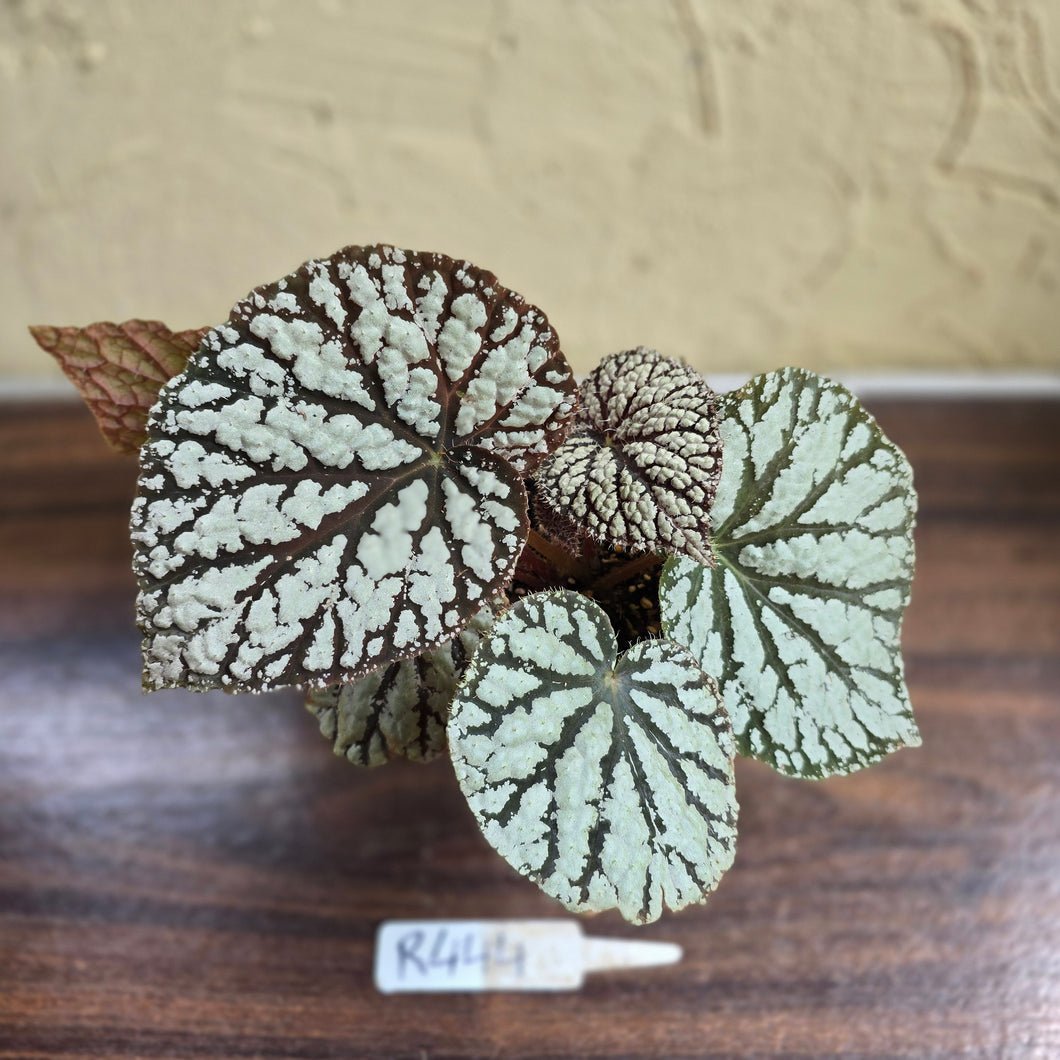 #R444 Begonia Unknown