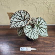 Load image into Gallery viewer, #R444 Begonia Unknown